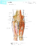 Sobotta  Atlas of Human Anatomy  Trunk, Viscera,Lower Limb Volume2 2006, page 355
